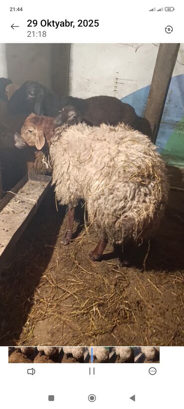 пудель карликовый цена: Qoç satlir