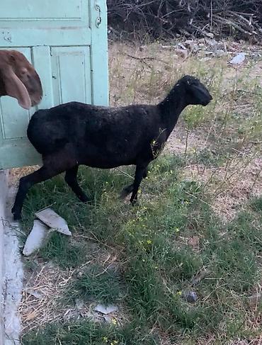 пантера казанская слив: Продаю | Овца (самка), Баран (самец) — 3