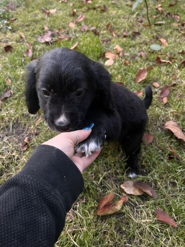 вязаный костюм для новорожденного мальчика: Отдаем за символическую цену щенка метиса, мама-чистокровный русский
