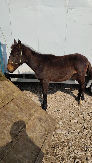 домик для животных: Мул жеребёнок молодой (молодое животное), масть