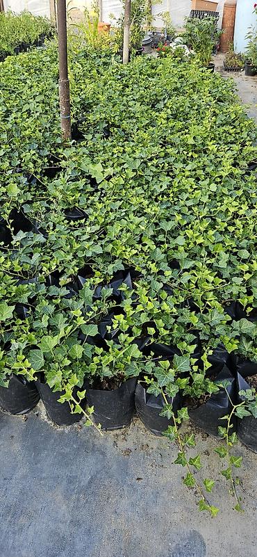 sarmaşıq: Hedera helix (Plyuş sarmaşığı) sürətlə yayılaraq səthləri bürüyən — 4