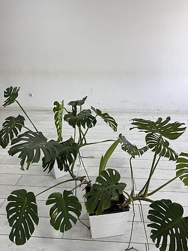 монстера манки: Монстера деликатесная (Monstera deliciosa) в декоративном кашпо - — 2