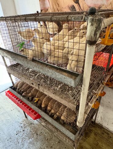 Товары и оборудование для с/х животных: Продается клетка для перепел — 9