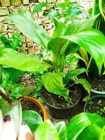 спатифиллюм: Спатифиллум (Spathiphyllum) в декоративном кашпо - Компактный куст с — 3