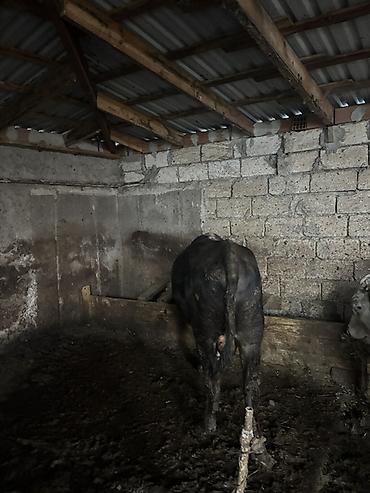 südlük inek satilir: Satılır: damazlıq və ətlik üçün erkək iribuynuzlu heyvanlar (öküzlər) — 1