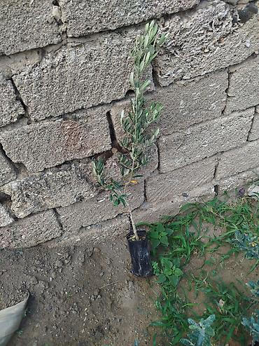 limon ağaçı: Zeytun ağacları hər fəsildə əkmək olur türk sortudu (genlik) boyları 1 — 3