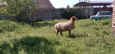 овцы дорпер: Продаю | Овца (самка) | Арашан | Для разведения | Матка