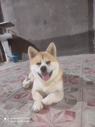 it pitbul: Akita-inu, 9 ay, Erkek, Ünvandan götürmə