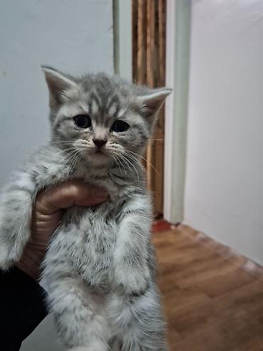 кошки шотландские: Котята домашние, ласковые и ручные. - Окрас: - серебристые тигровые — 4