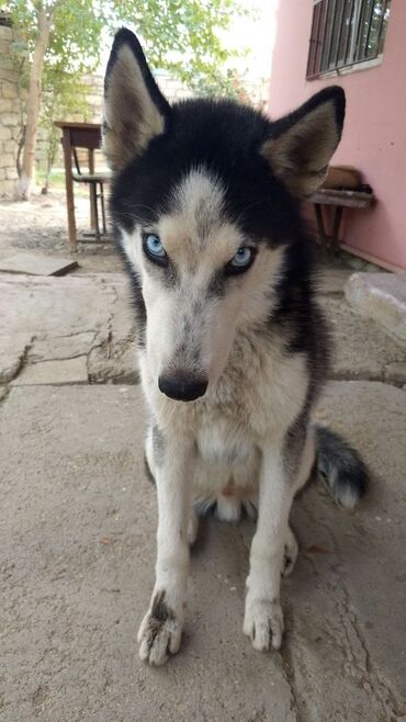 купить щенка чау чау: Sibir Husky – mavi gözlü, qara-ağ rəngli erkək it Məhsul təsviri: -