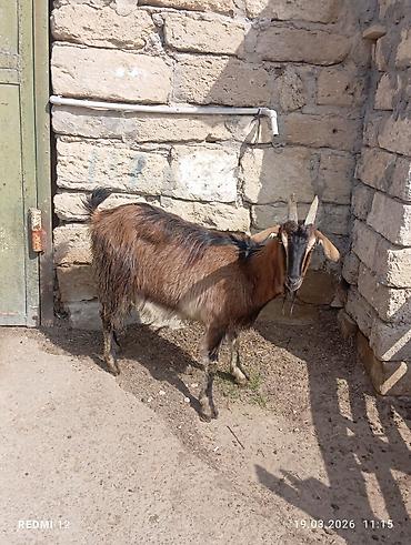 keci heyvan: Məhsul: Qoyun-keçi təsərrüfatı üçün keçilər Təsvir: - Şəkillərdə uzun — 8