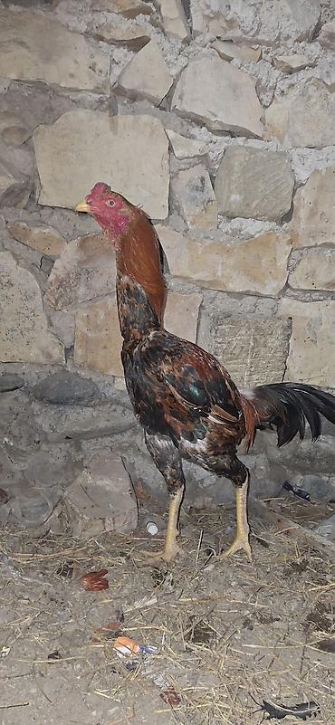 Toyuqlar: Toyuq, Damazlıq — 2