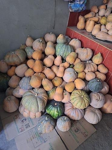 саженцы черника: Тыква столовая, осенние сорта продам оптом, самовывоз - — 2