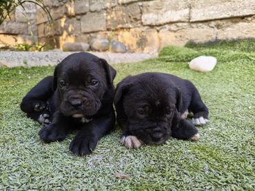 İtlər: 1 ay, Peyvəndli, Rayonlara çatdırılma, Ünvandan götürmə, Pulsuz çatdırılma — 10