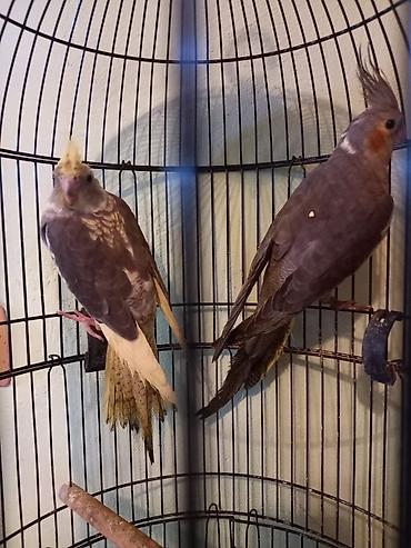 Зоотовары: Məhsul: Nimfa (Cockatiel) cütü – qıf və aksesuarlarla birlikdə — 4