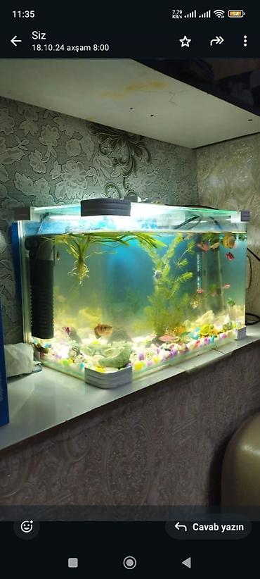 Akvariumlar: Dördbucaq akvarium, Balıqlarla birlikdə, 19 l — 4
