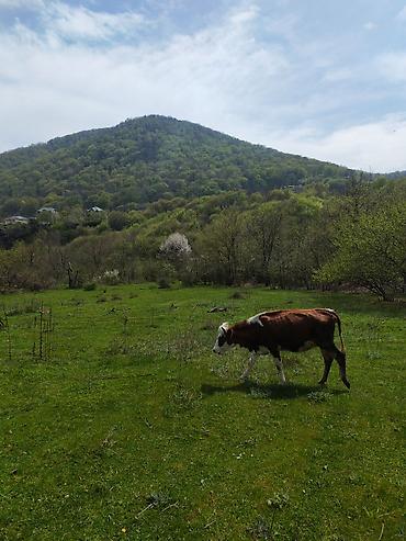 tap az samaxi: 10 sot, Tikinti, Makler, Kupça (Çıxarış) — 6