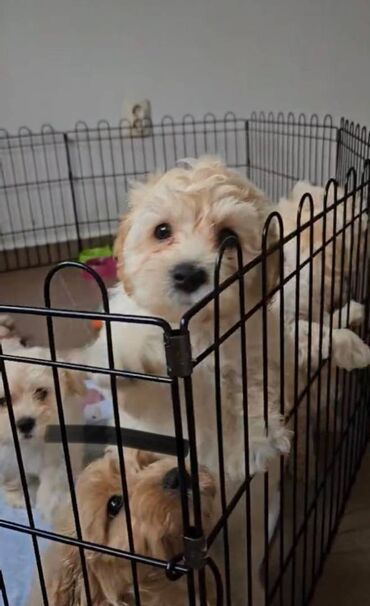 oysho neglize karirani s: Na prodaju prelepi štenci Maltipoo (mama maltezer, tata crvena pudla)