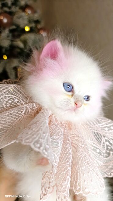 Xaltalar, qayışlar və tasmalar: 3 dişi öz pişiyimin balasıdır makler deiləm — 9