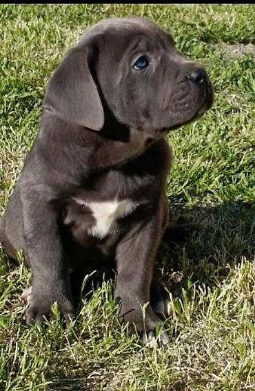 Psi: Kane Korso štenci Odgajivačnica Cane Corso Kennel Heavenly Kingdom FCI na lalafo.rs — 2 Psi: Kane Korso štenci Odgajivačnica Cane Corso Kennel Heavenly Kingdom FCI — 2