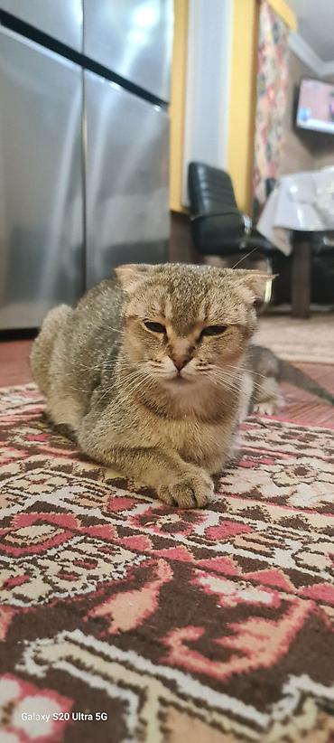 вислоухий баран кролик купить: Котята шотландские вислоухие (Scottish Fold) - Окрас: золотисто‑табби — 3