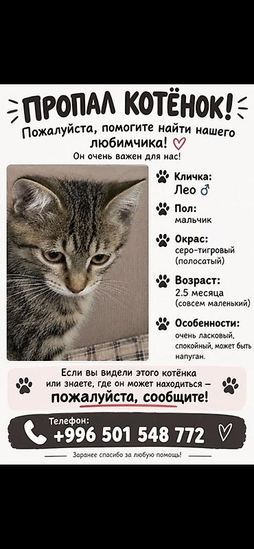 фул пантеры: Ищем котёнка по кличке Лео (мальчик). Окрас серо-тигровый (полосатый) — 1