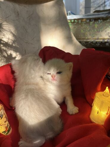 Pişiklər: Britan, Erkək, Dişi — 4