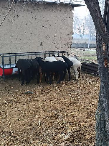 Баран, овца: Продаю | Овца (самка) | Полукровка | Для разведения | Ярка — 9