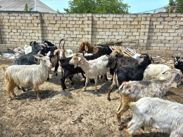 cins ineklerin satisi 2018: Dişi, il: 3, 35 kq, Damazlıq, Südlük, Ünvandan götürmə
