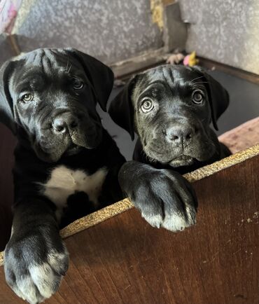 Продажа собак: Кане-корсо, 2 месяца, Самец — 8