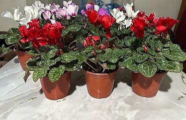 Фиалки и глоксинии: Продаю только оптом цветы из Узбекистана.глоксинии фикусы — 14