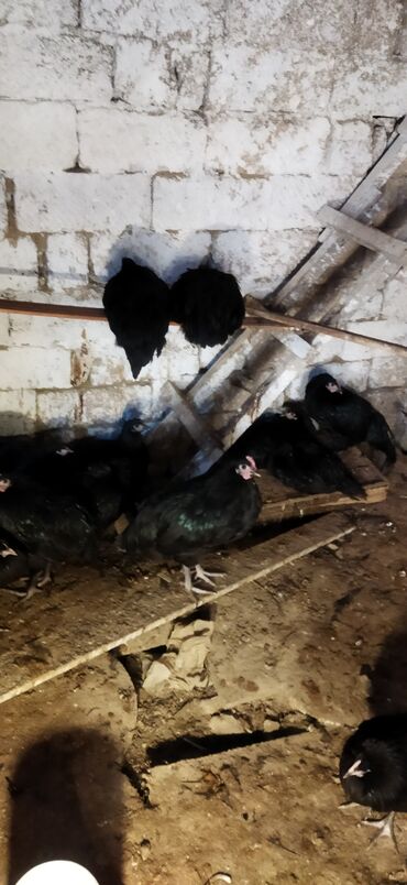 Toyuqlar: Toyuq, Damazlıq — 5