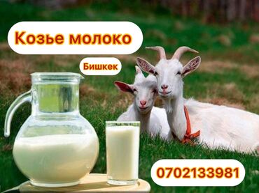 оптом козу: Козье молоко Натуральное, чистое Полезно при сахарном диабете 1