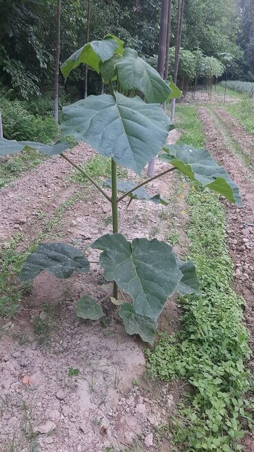 Декоративные деревья: Саженцы деревьев: Павловнии, Платная доставка at lalafo.kg — 12 Декоративные деревья: Саженцы деревьев: Павловнии, Платная доставка — 12