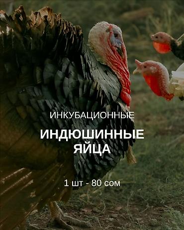 домашние яйца: Индюшиное яйцо "Черный принц".(инкубационные)1 шт 80с — 1