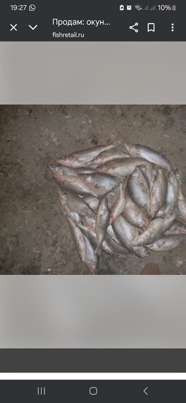 Рыба и морепродукты: Свежий — 14