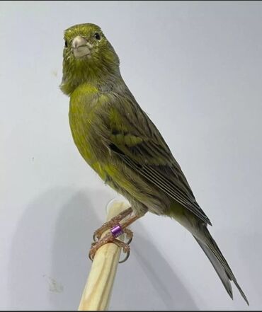 Птицы: Канарейки зелёный поющий самец есть и самки и готовые пары