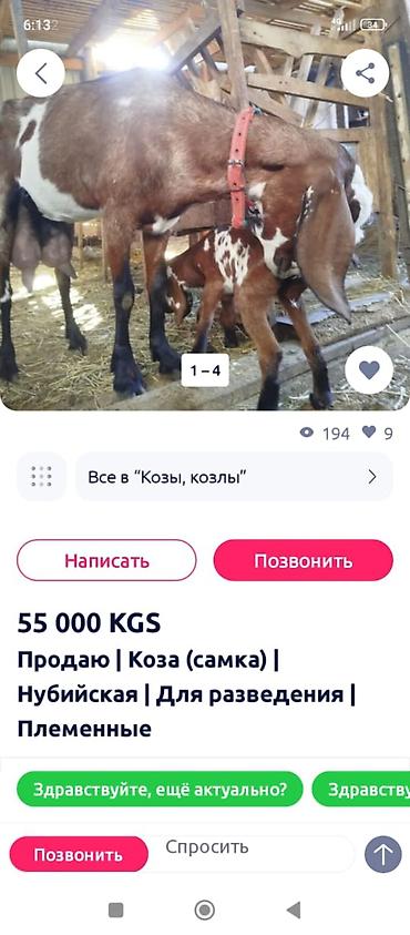 тай кант: Продаю | Коза (самка) | Нубийская | Для разведения | Племенные — 1