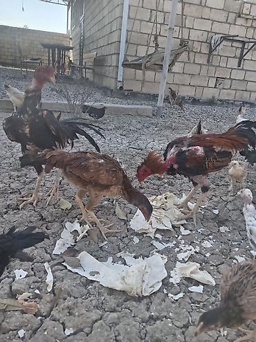 quslar haqqinda melumat: Toyuq, Damazlıq — 3