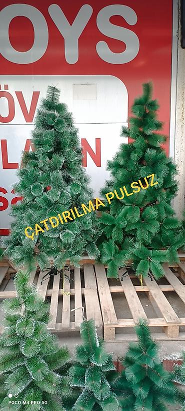 ev agaclari: Sifarisle eve getiririk Çatdırılma pulsuz whatsapp aktivdir Yolka — 1