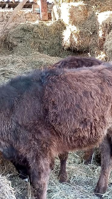 Коровы, быки: Продаю | Тёлка | Для разведения — 1