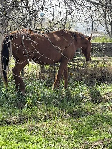 Лошади, кони: Продаю | Кобыла (самка) | Для разведения — 7
