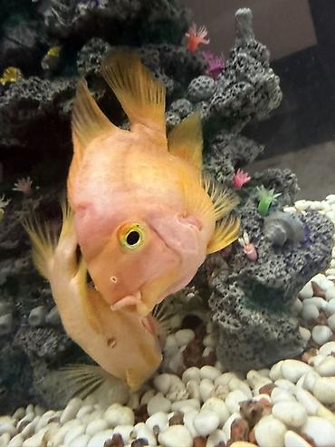 Балыктар: Большие именно красные Рыбы попугай (Parrot cichlid), ярко‑оранжевые — 2