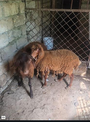 Erkək, il: 4, 32 kq, Damazlıq, Ödənişli çatdırılma