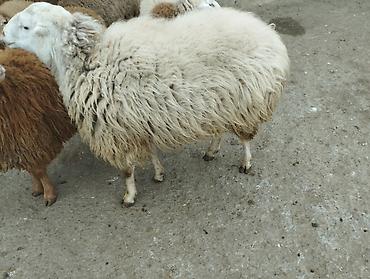 Qoyunlar, qoçlar: Erkək, il: 2, Damazlıq — 4