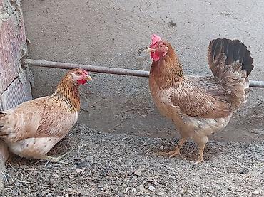 brama toyuqları: Курица, Для разведения, Самовывоз — 8