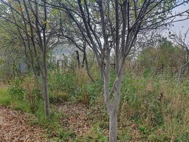 Продажа домов: Дача, 50 м², 3 комнаты, Собственник — 4