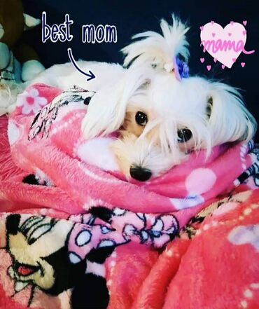 Psi: Na prodaju stenci mesanci maltezera i patuljastog spica sa odlicnom — 9