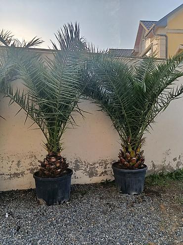 dəfnə agaci: Xurma xurması (Phoenix dactylifera) ağacları – qablarda - Növ — 1