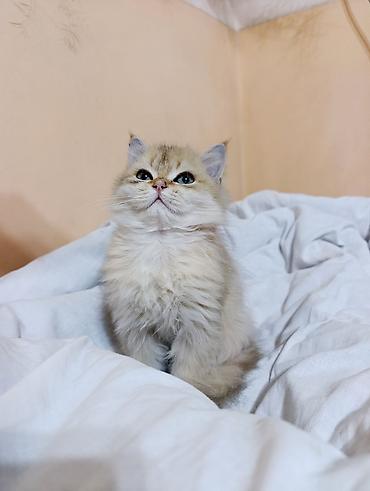 Кошки: Скотиш Страйт (Шотландская прямоухая), 3 месяца, Мальчик, Золотая шиншилла, Приучена к лотку, Проглистована — 2